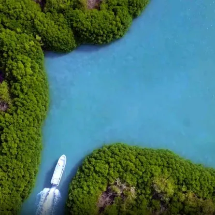 السعودية الخضراء