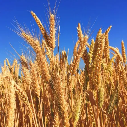 فوائد القمح للنساء