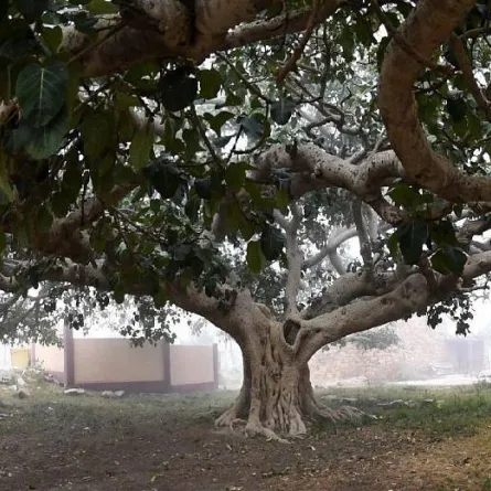 تغطي الغابات 2.7 مليون هكتارًا من مساحة السعودية . المصدر (واس)