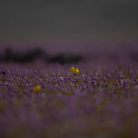 في ظاهرة غريبة.. صحراء قاحلة تكتسي بالزهور