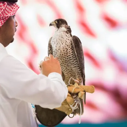 بيع 3 صقور في ثاني أيام مزاد نادي الصقور السعودي