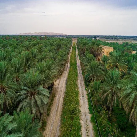 واحة الأحساء 