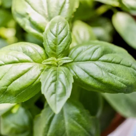 الريحان يحمي من الزهايمر