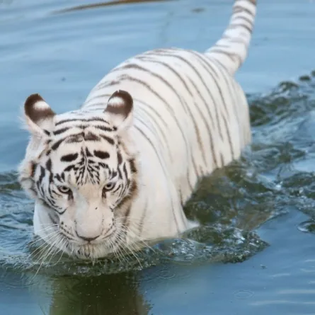 سفاري الرياض