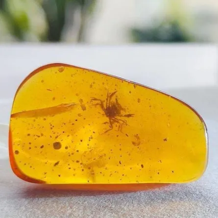 اكتشاف أقدم سلطعون في العالم