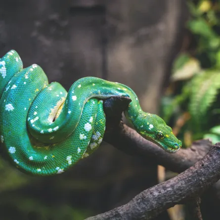 ثعبان- تعبيرية