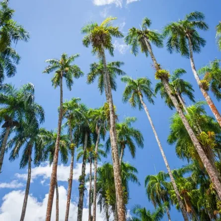 لقطة في عاصمة سورينام