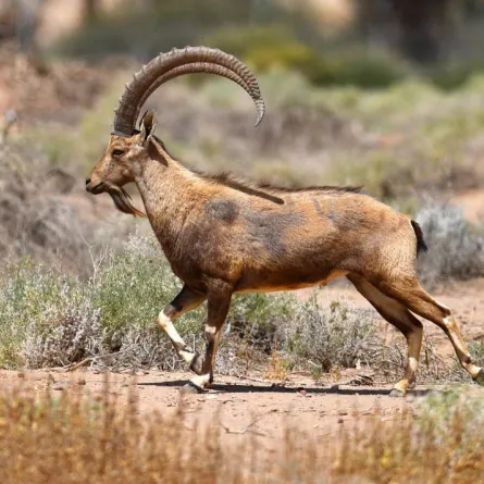 شرعان - الصورة من حساب واس على تويتر