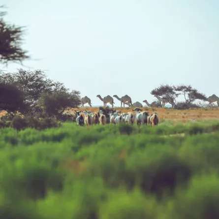 تخصيص شوط للنساء في مهرجان الملك عبدالعزيز للإبل