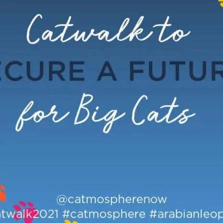 مبادرة عالمية للمشي 7 كيلومترات للتوعية بحماية القطط البرية من خطر الانقراض