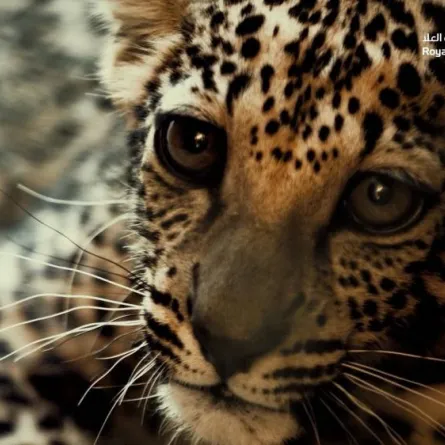 مسيرة الكاتووك في محافظة العلا لحماية النمر العربي - الصورة من حساب الهيئة الملكية للعلا على تويتر