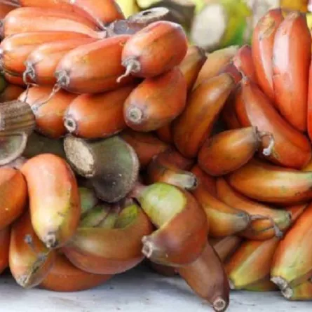 الموز الأحمر وفوائد صحية مدهشة 