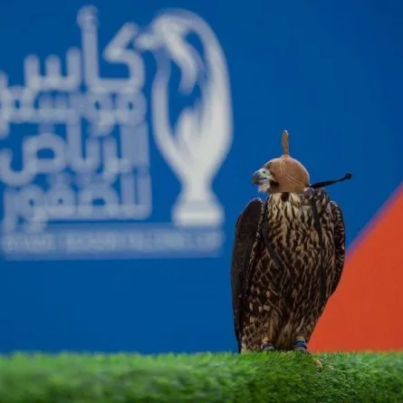 انطلاق كأس موسم الرياض للصقور