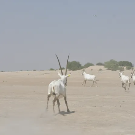 محميات طبيعية ذكية خلال 5 سنوات في أبوظبي. الصورة من وام