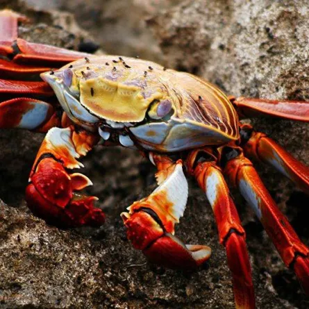 السلطعون الأحمر يغزو أستراليا - الصورة من سبوتنيك