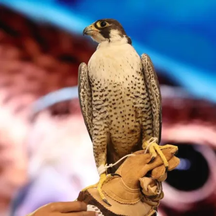 نادي الصقور السعودي