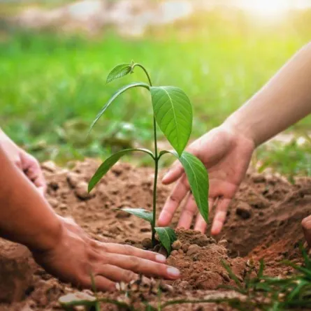 صورة لرزع النباتات 