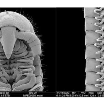 اكتشاف دودة ذات 1306 أرجل بباطن الأرض في أستراليا. الصورة من reuters
