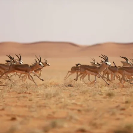 محمية الملك عبد العزيز- الصورة من حساب المحمية على تويتر