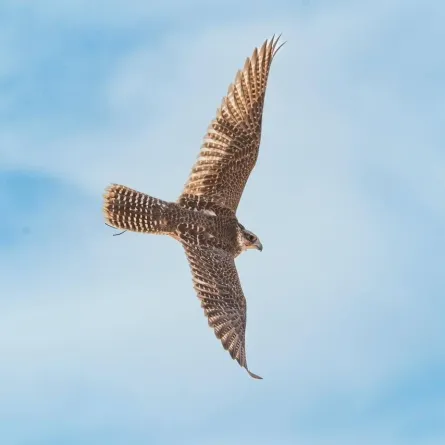 الزعيم وتوكلنا أغرب أسماء الصقور بمهرجان الملك عبدالعزيز
