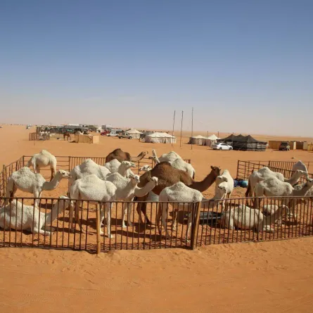 صورة تظهر الابل في المهرجان