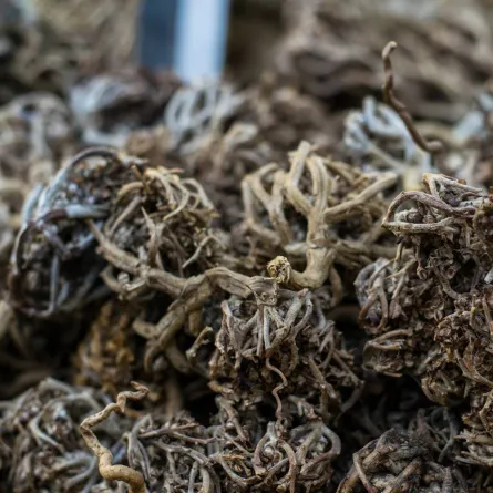 فوائد عشبة كف مريم للنساء