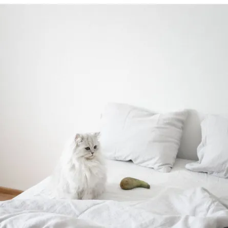 حيوانات أليفة