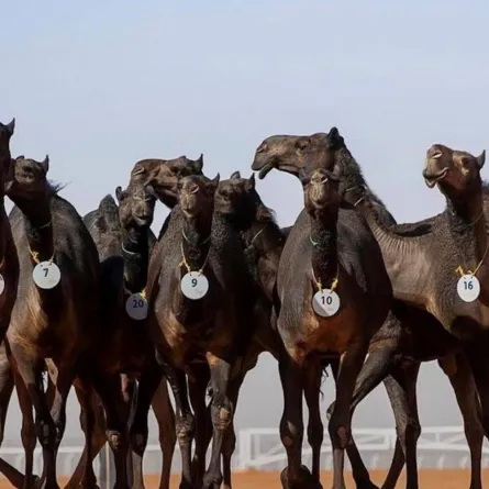 صورة تظهر جمال الفرديات 