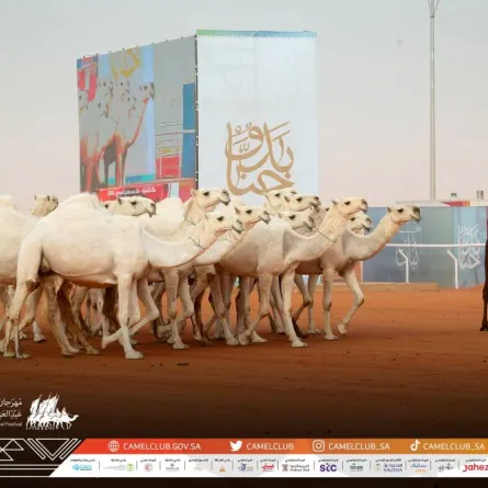 مهرجان الملك عبدالعزيز للإبل في نسخته السادسة - الصورة من حساب نادي الإبل على تويتر