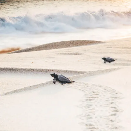 إطلاق مليون سلحفاة في الأمازون