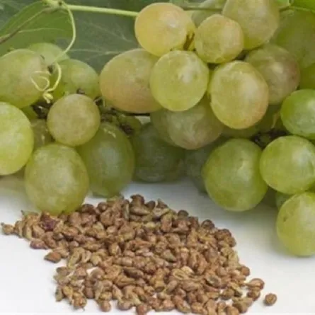 بذور العنب تقلل من خطر الاصابة بامراض القلب