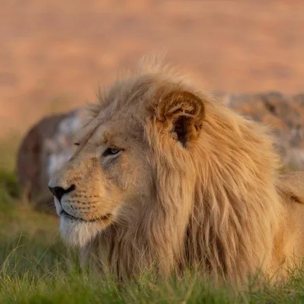 موسم الرياض يعلن تمديد رياض سفاري