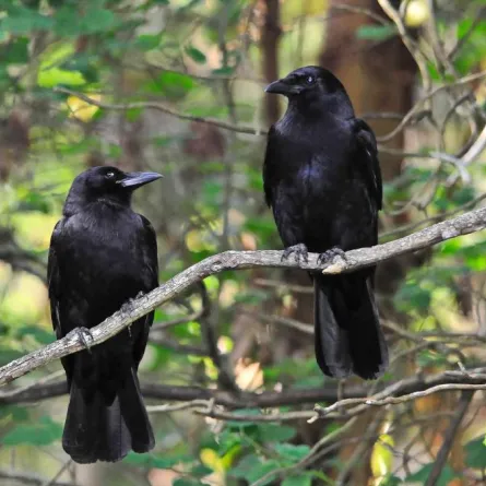 دراسة ألمانية: ذكاء الغربان تشابه «إنسان الغاب»