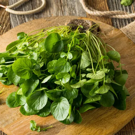 فوائد الجرجير للنساء في الوقاية من سرطان الثدي لا تُضاهى!