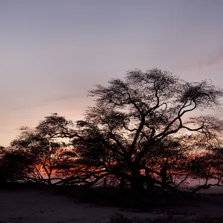 شجرة الحياة، المزار الذي أبعدت كورونا عنه الزوار