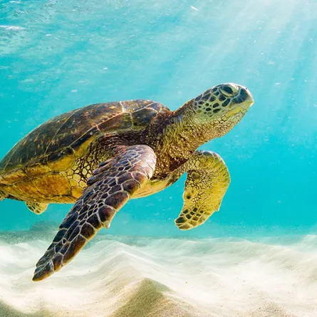 اكتشاف عظام سلحفاة عمرها 70 مليون سنة