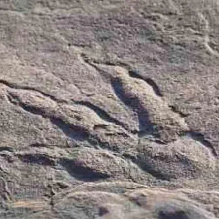 طفلة تعثر على بصمة عمرها  220 مليون عاماً ظل العلماء يبحثون عنها طويلاً