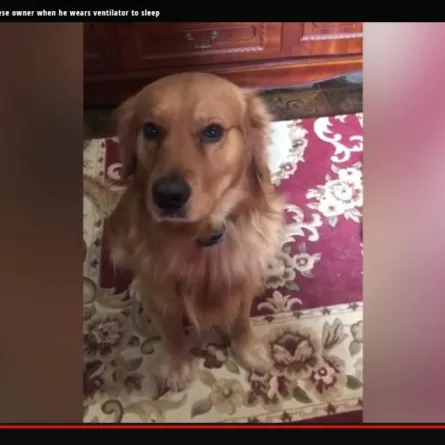 كلب يرفض ترك صاحبه وهو على جهاز التنفس الصناعي