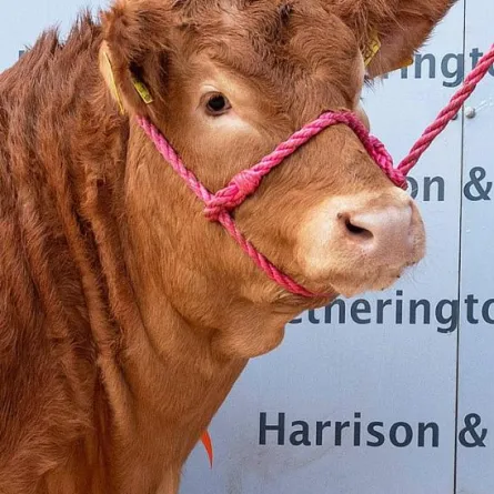 أغلى بقرة في العالم من سلالة فرنسية