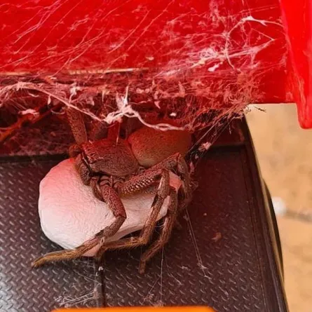 أم تعثر على عنكبوت ضخمة ومئات البيض داخل لعبة ابنها