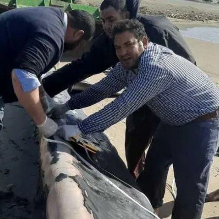 أنثى حوت نافقة تزن 12 طنًّا على شاطئ البحر المتوسط في كفر الشيخ