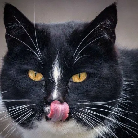 قط يترشح لمنصب عمدة مدينة ألمانية!