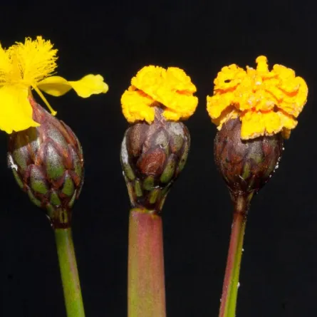 فطر يتسبب بعقم الأزهار ويخدع العلماء