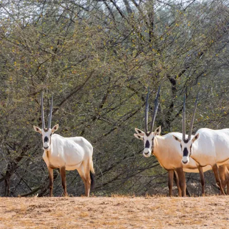 جولة على المحميات السعودية في اليوم العالمي للأحياء البرية
