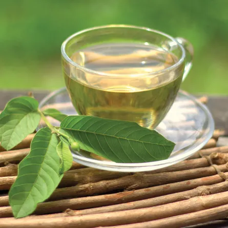 فوائد أوراق الجوافة لمرضى السكري والكولسترول مذهلة