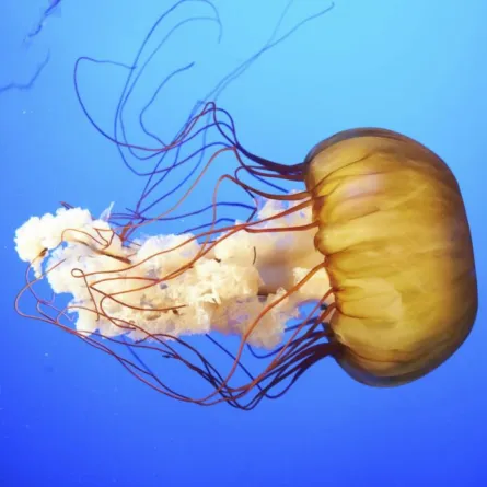 مُراهق أسترالي يتعرّض لنهاية مأساوية بسبب لسعة من قنديل البحر