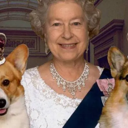 إهداء الملكة اليزابيث جروين لتهدئتها خلال مرض زوجها وفقدان كلبها "فولكان"