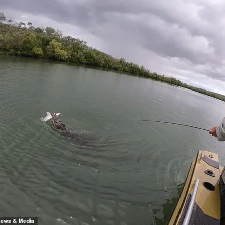 تمساح ينقض على سمكة قرش وينتزعها من صيادين