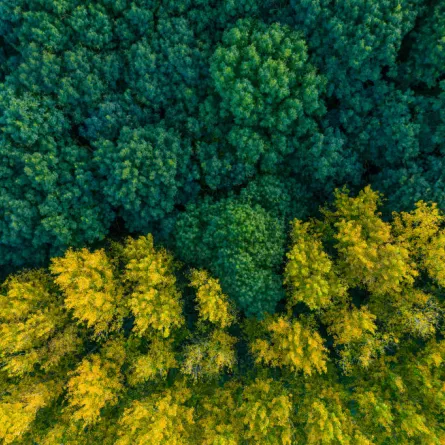 اليوم الدولي للغابات.. سعي لزيادة الوعي بأهمية الأشجار