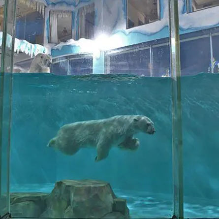 افتتاح أول فندق للدب القطبي في العالم